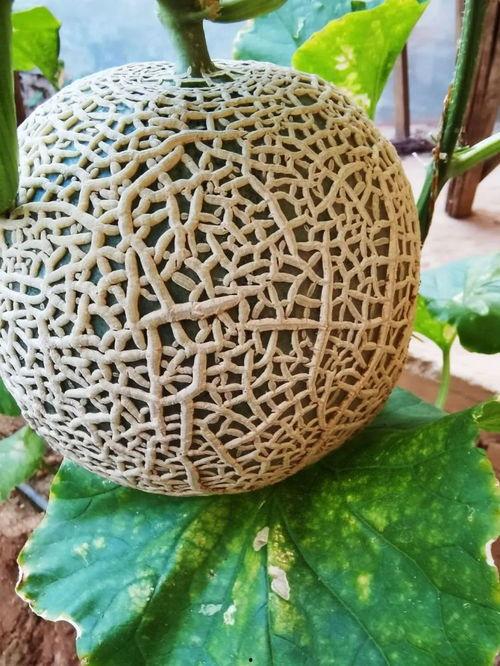 网红吃甜香蜜瓜,一瓜倾城，尽享甜香蜜瓜盛宴